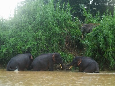 Borneo pgymy elephant, Sukau (7)